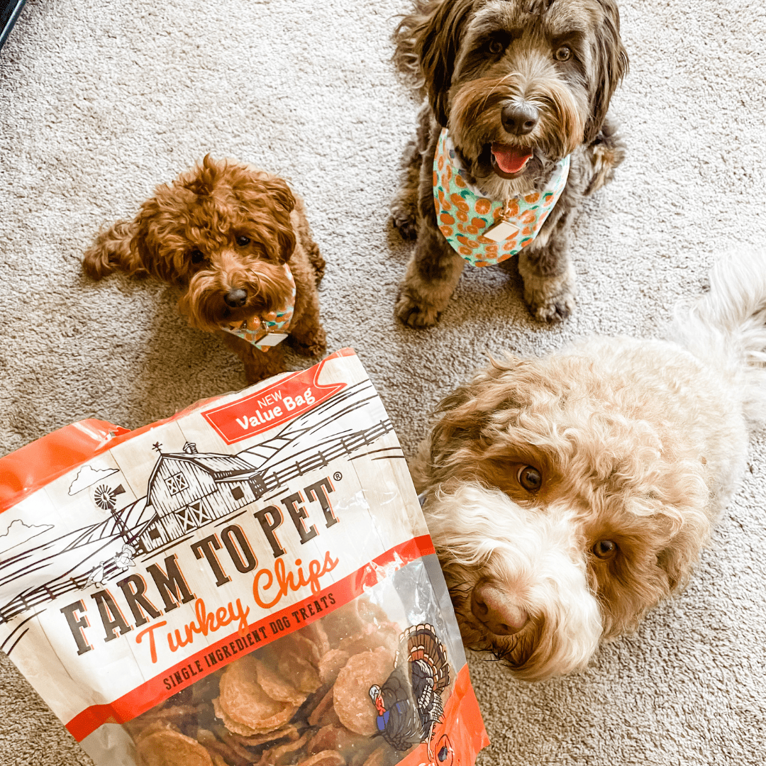 Best New Tech for Pet Owners - Farm To Pet