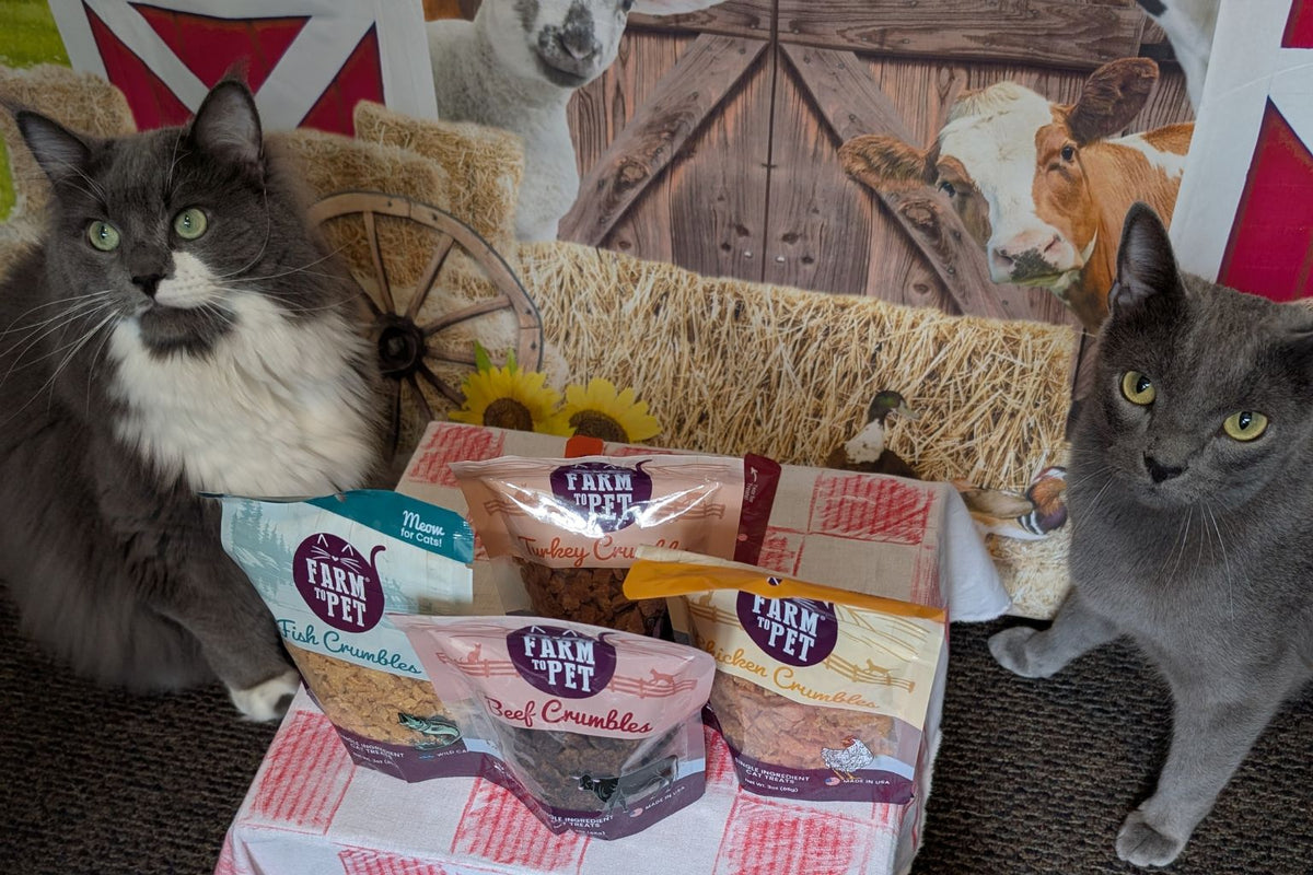 Top Tips for Cat Health: Nutrition, Wellness & Fun Facts Every Cat Parent Should Know