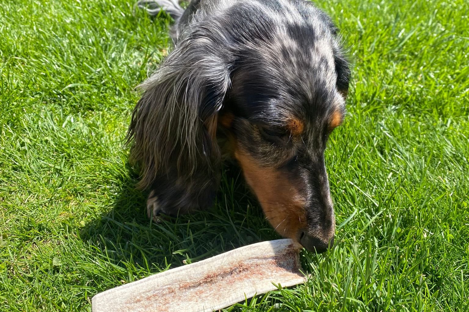 Do Elk Antlers Make A Good Organic Dog Chew? - Farm To Pet