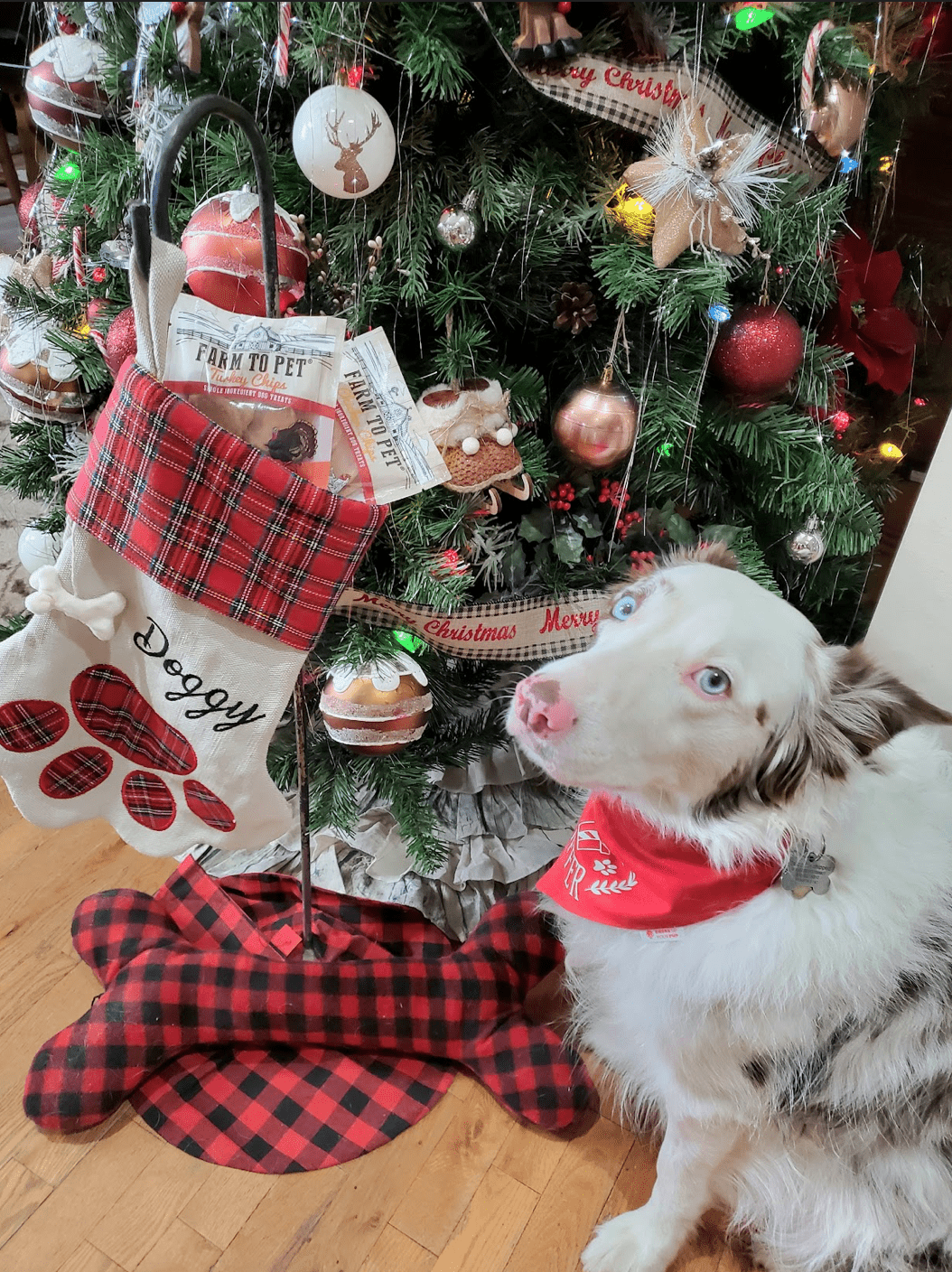 Dog Tips for the Holidays - Farm To Pet