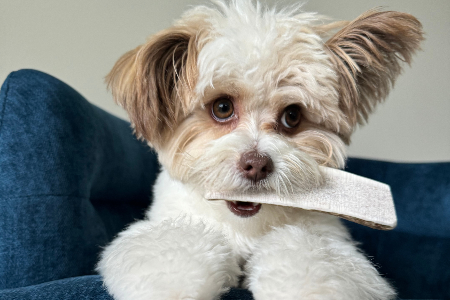 Elk Antlers: The Perfect Chew for Your Dog's Health and Happiness - Farm To Pet