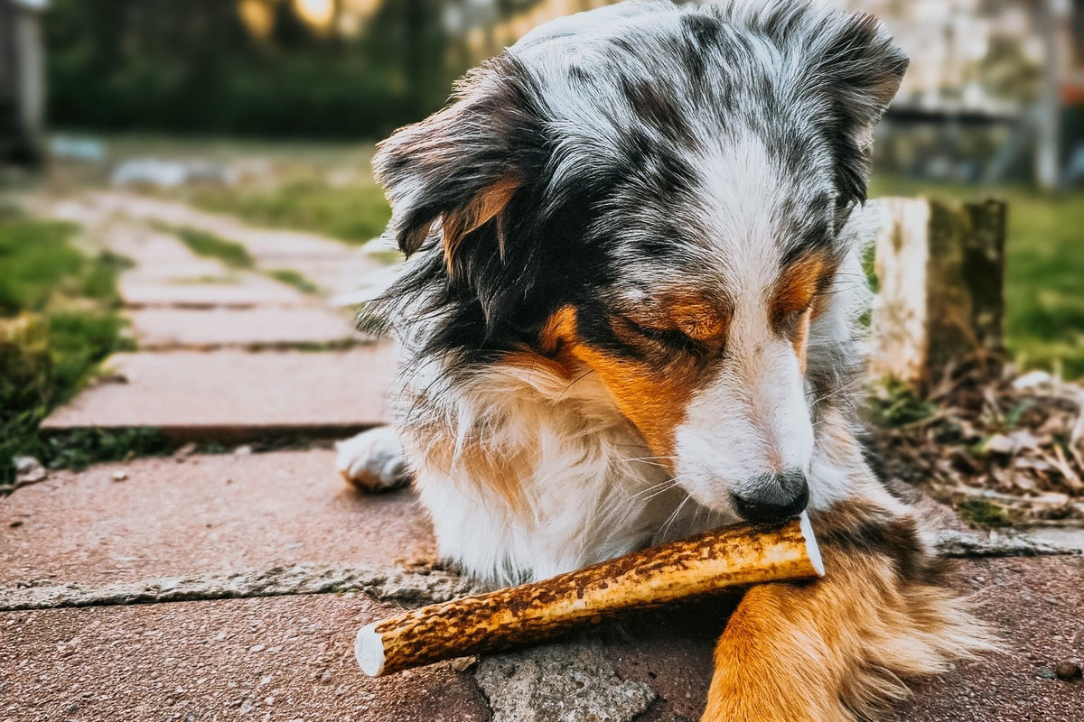 Australian Shephard enjoying a Farm to Pet Whole Elk Antler Dog Chew while on a walk outside.