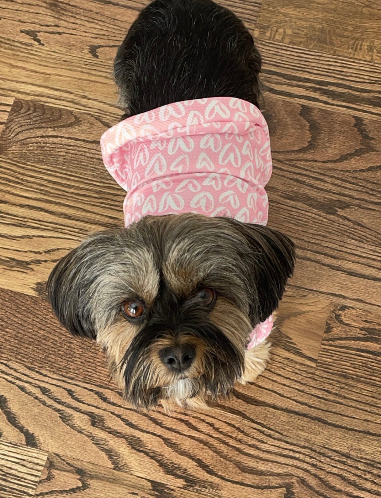 Happy Barkentine's Day! - Farm To Pet