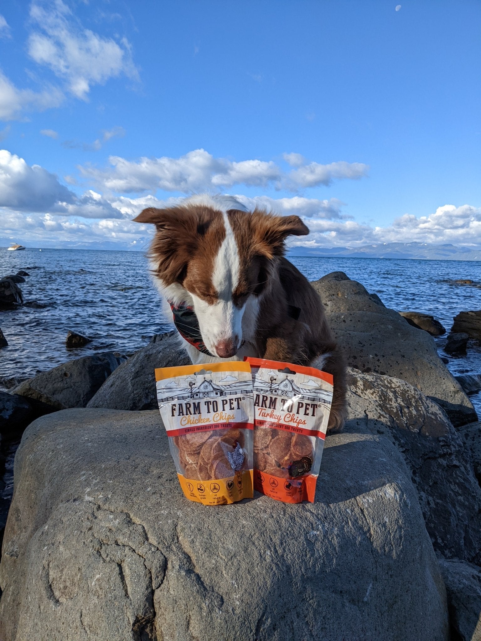 Healthier FURiends this Summer! - Farm To Pet