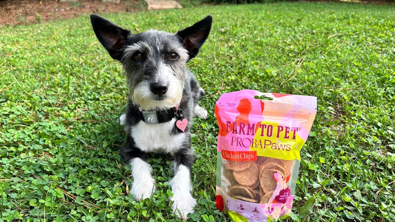 Helping Your Pet Adjust to Change - Farm To Pet