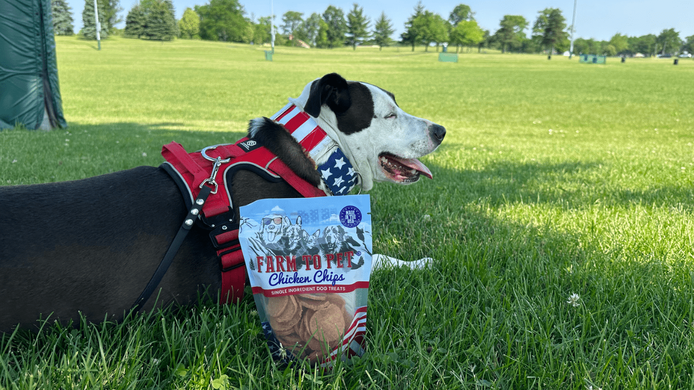 Dog Relaxing in the park with some dog treats