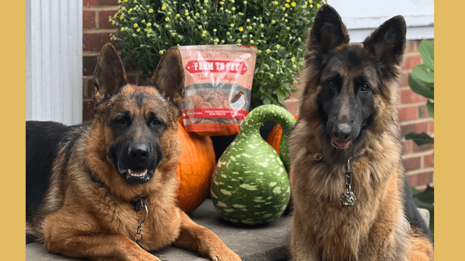 Keeping Your Pup Active In Cool Weather - Farm To Pet