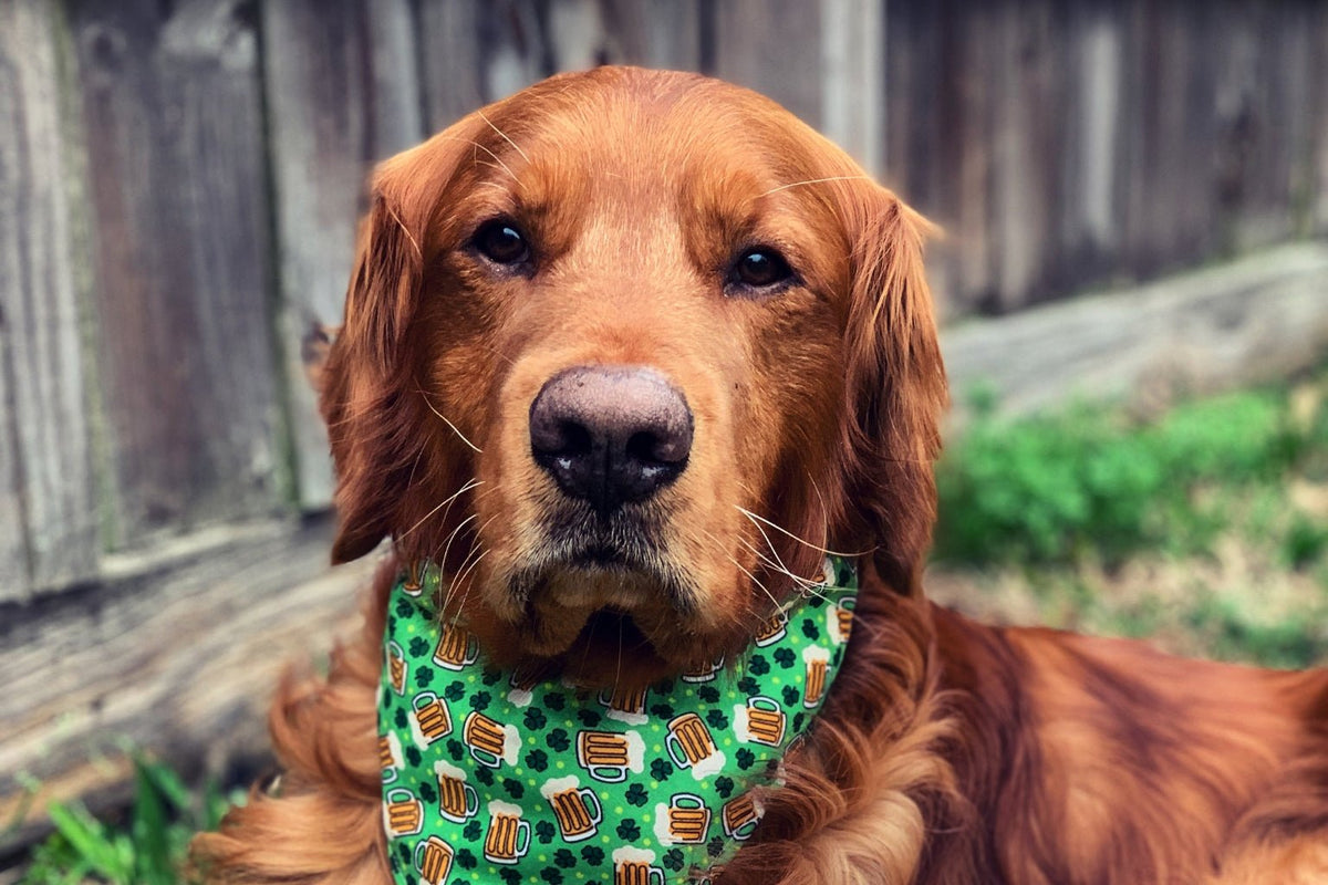 Lucky Dog! 5 Healthy Pet Treat Ideas for St. Patrick’s Day - Farm To Pet