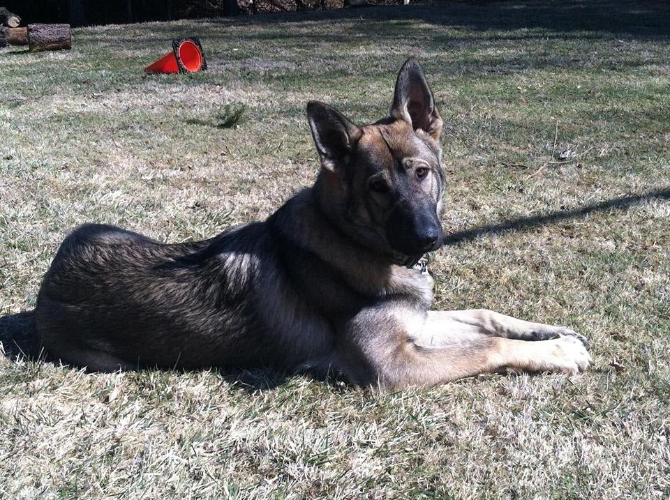 Meet Our FURiend: Soot -- The Hero - Farm To Pet