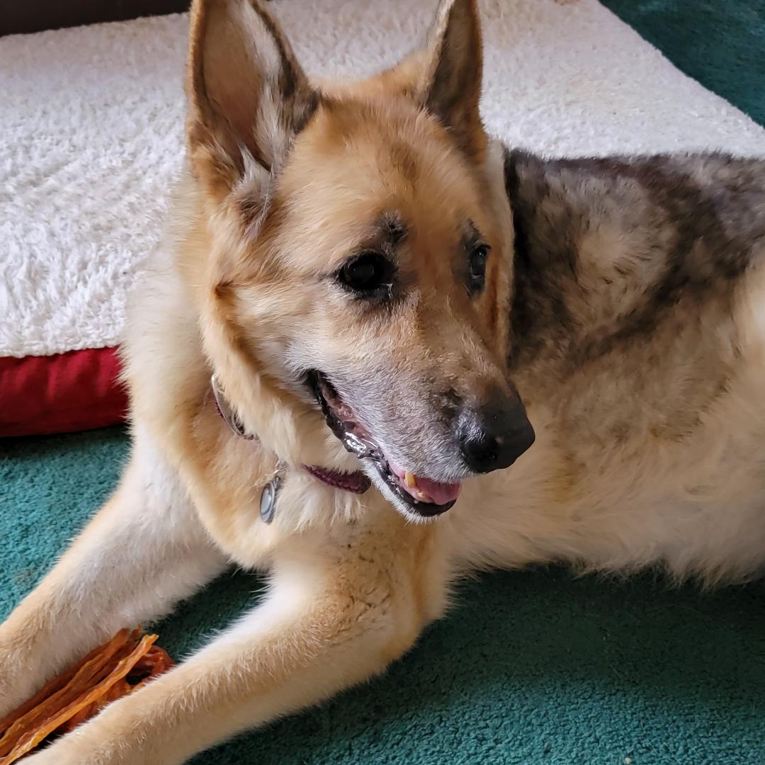 Meet Our FURiend: Sulley Bear - Farm To Pet