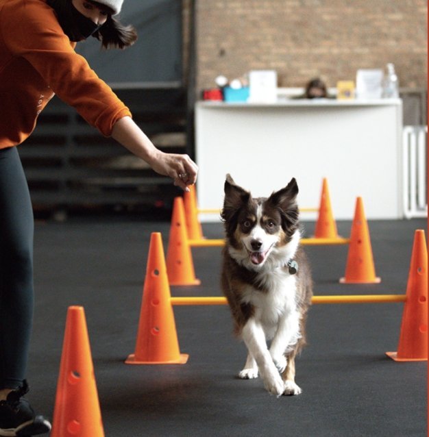 Meet Our FURiends: Bosly's Backyard - Farm To Pet