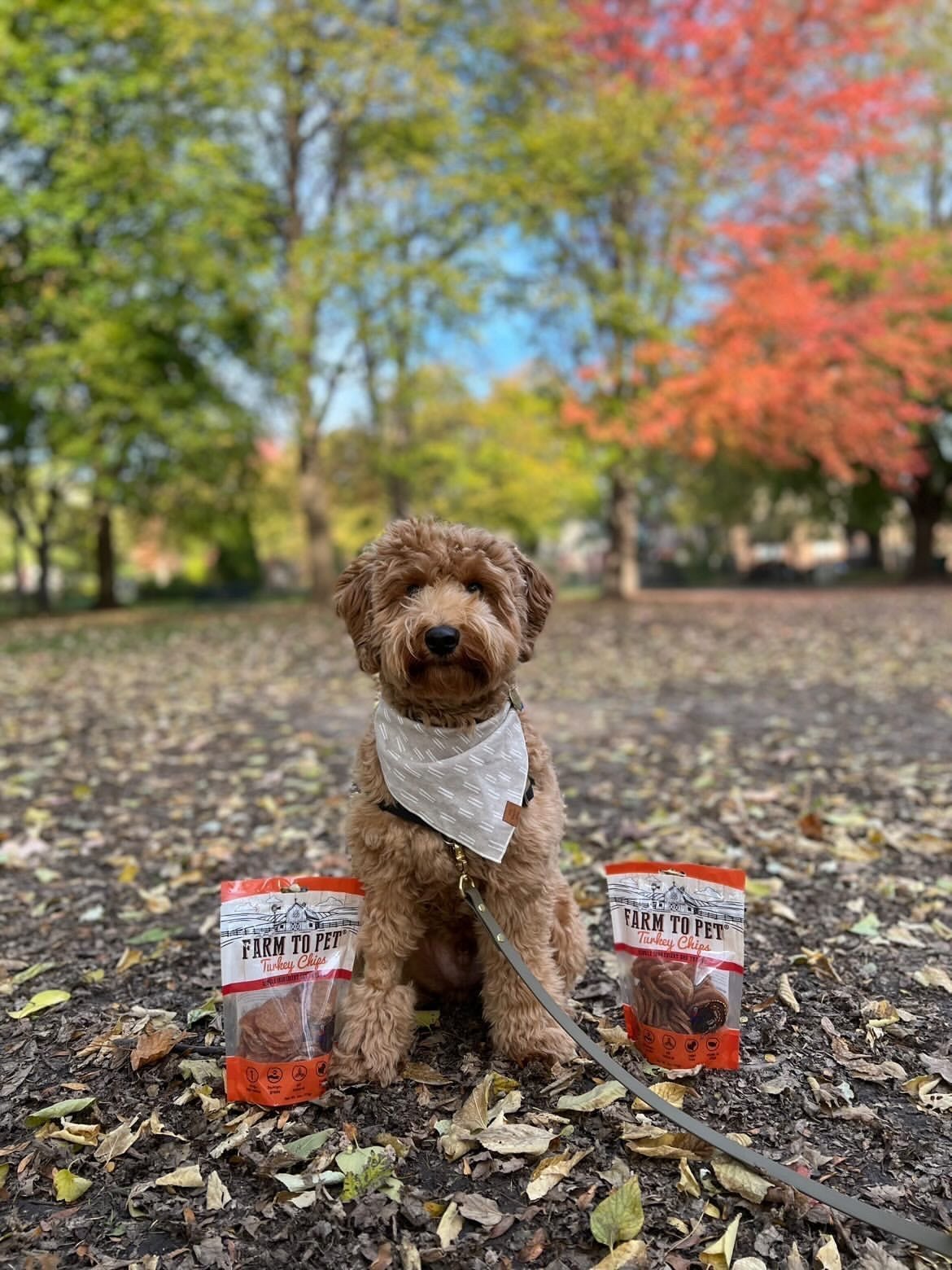 Meet Our FURiends: Brooks and Cassidy - Farm To Pet