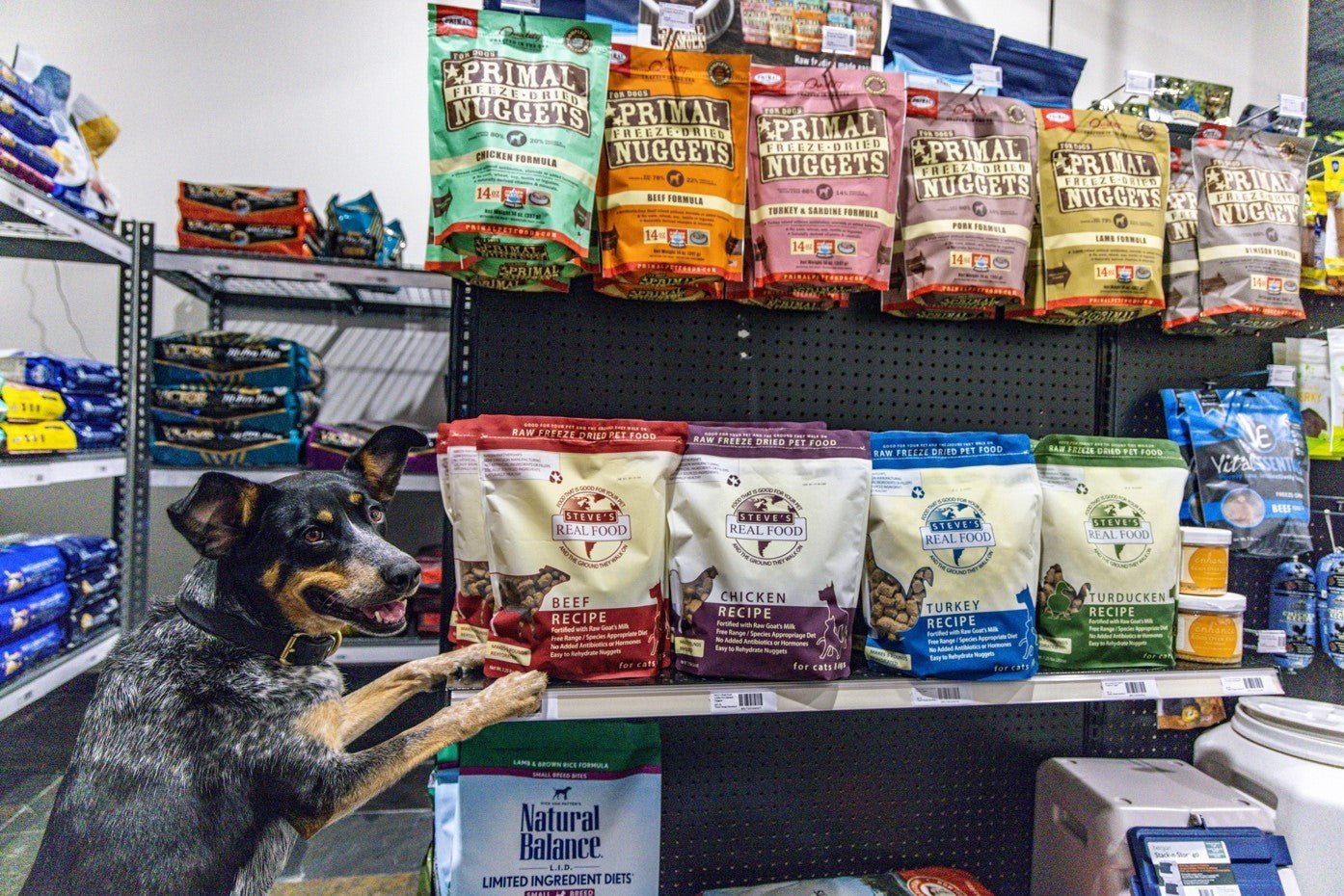 Meet Our FURiends: Mojo Dog Co. - Farm To Pet