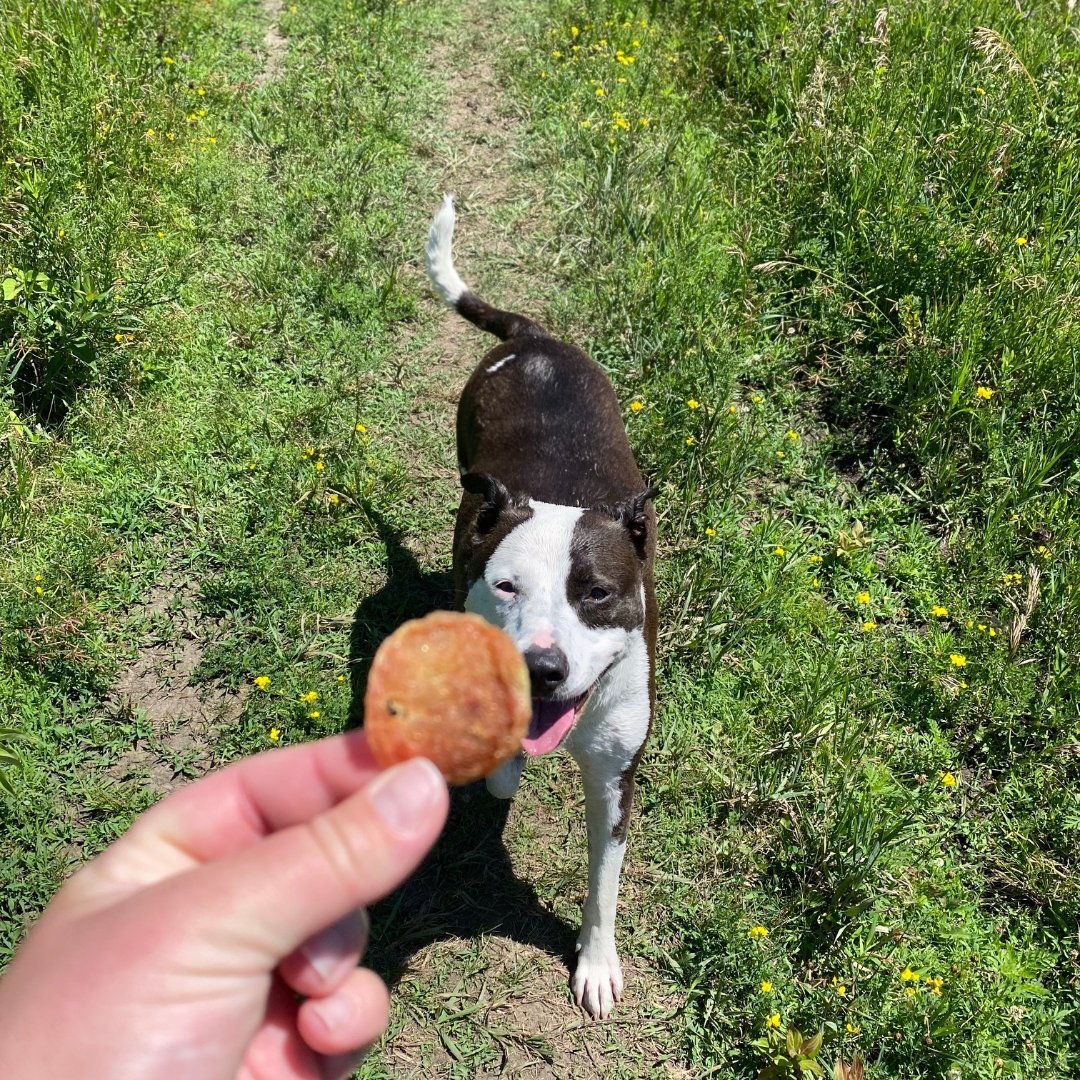 Meet Our FURiends: Swirl and Anna - Farm To Pet