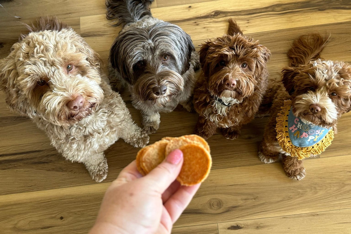 four dogs looking up waiting for a farm to pet healthy dog treat