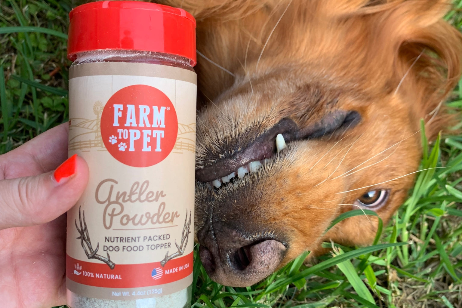 Brown dog lying in the green grass waiting to try his Farm to Pet Organic Antler Powder.