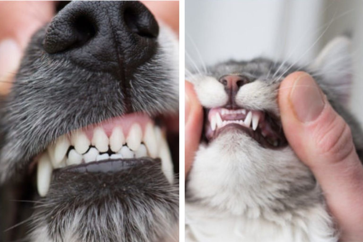 Close up photos of a dog's teeth and a cat's teeth being examined