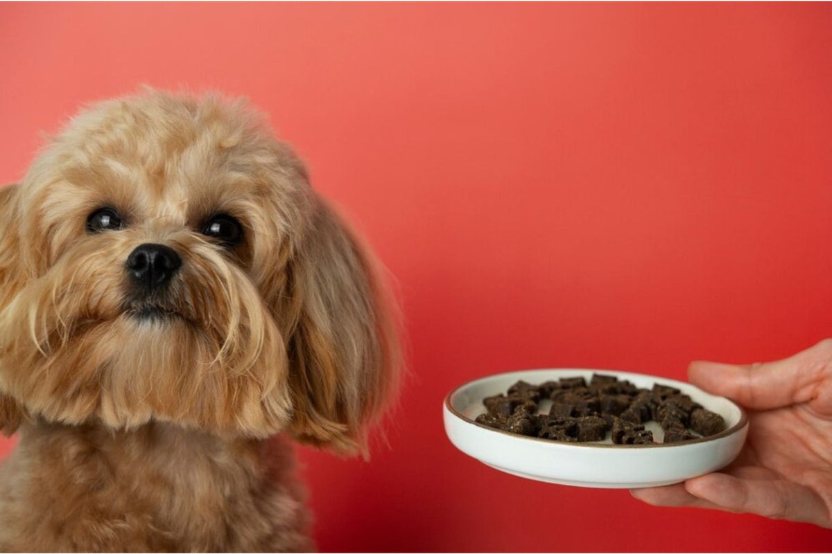 small brown dog waiting for dinner