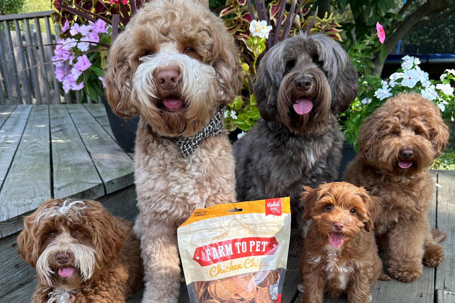 Five doodles of different size and color waiting patiently outside near a bag of Farm to Pet Chicken Chips.