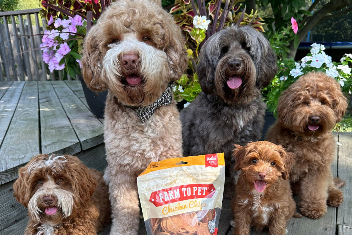 Five doodles of different size and color waiting patiently outside near a bag of Farm to Pet Chicken Chips.