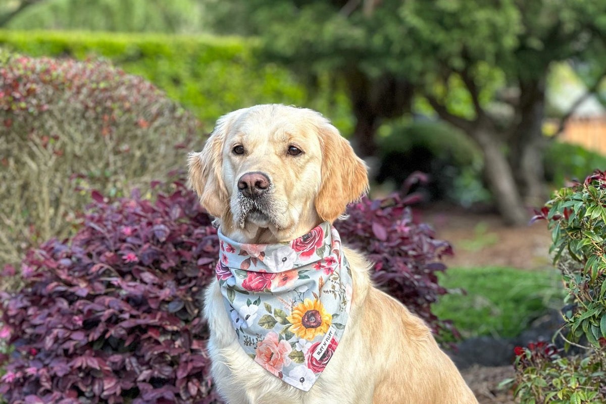 Spring Guide for Dog Gifts - Farm To Pet