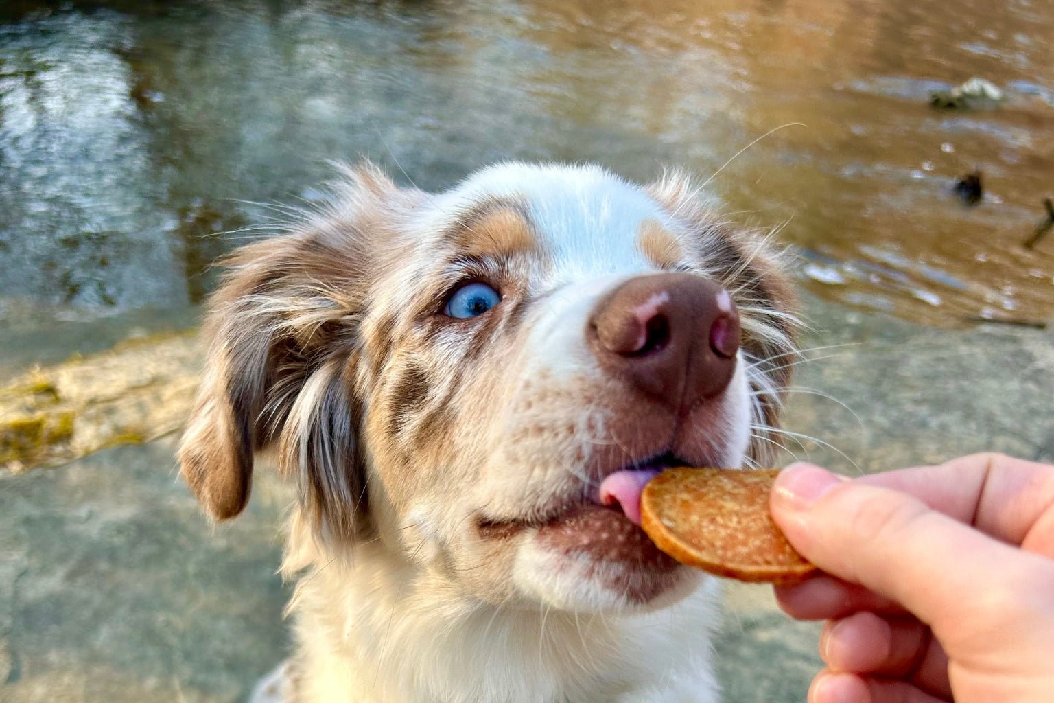 The ABCs of Proper Puppy Nutrition - Farm To Pet