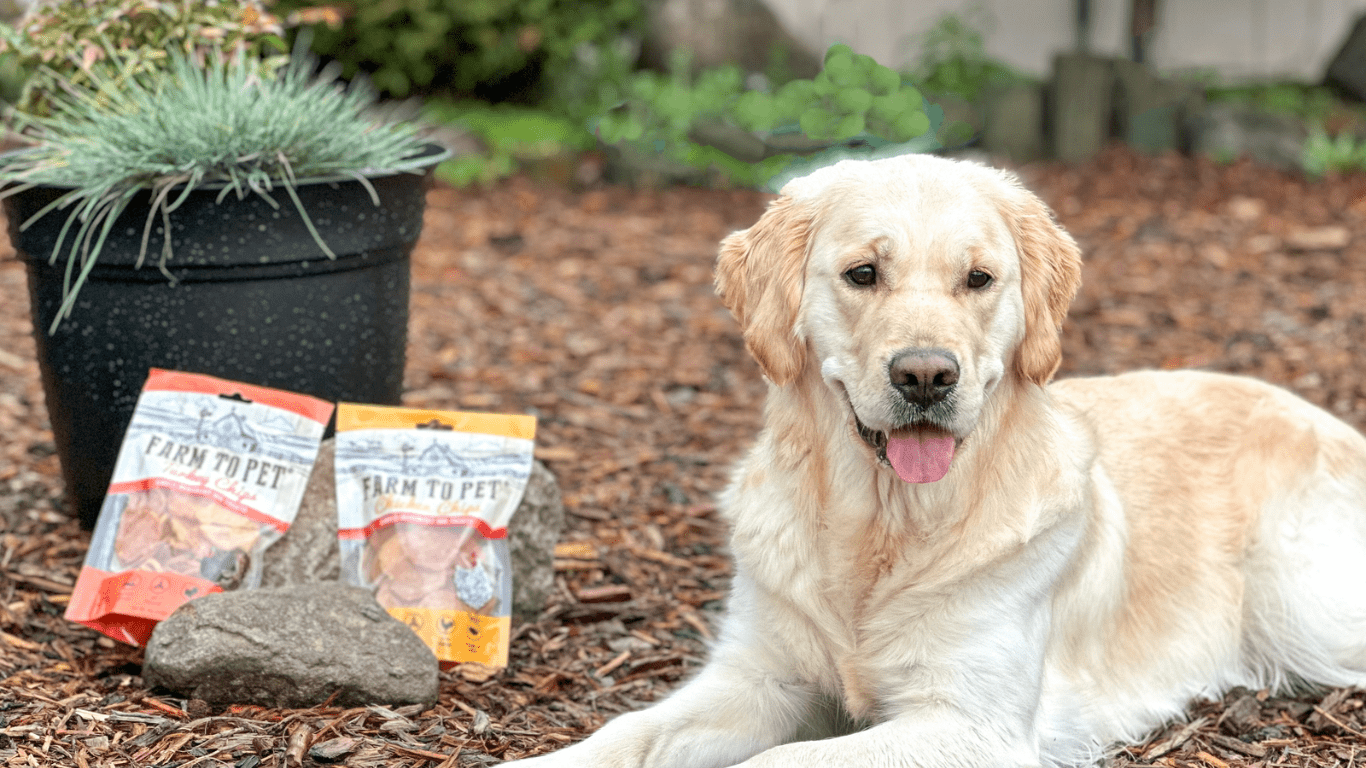 The Top 10 Dogs for Families - Farm To Pet