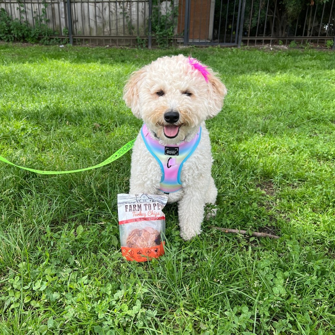 Top Five Summer Activities for You & Your Pup - Farm To Pet