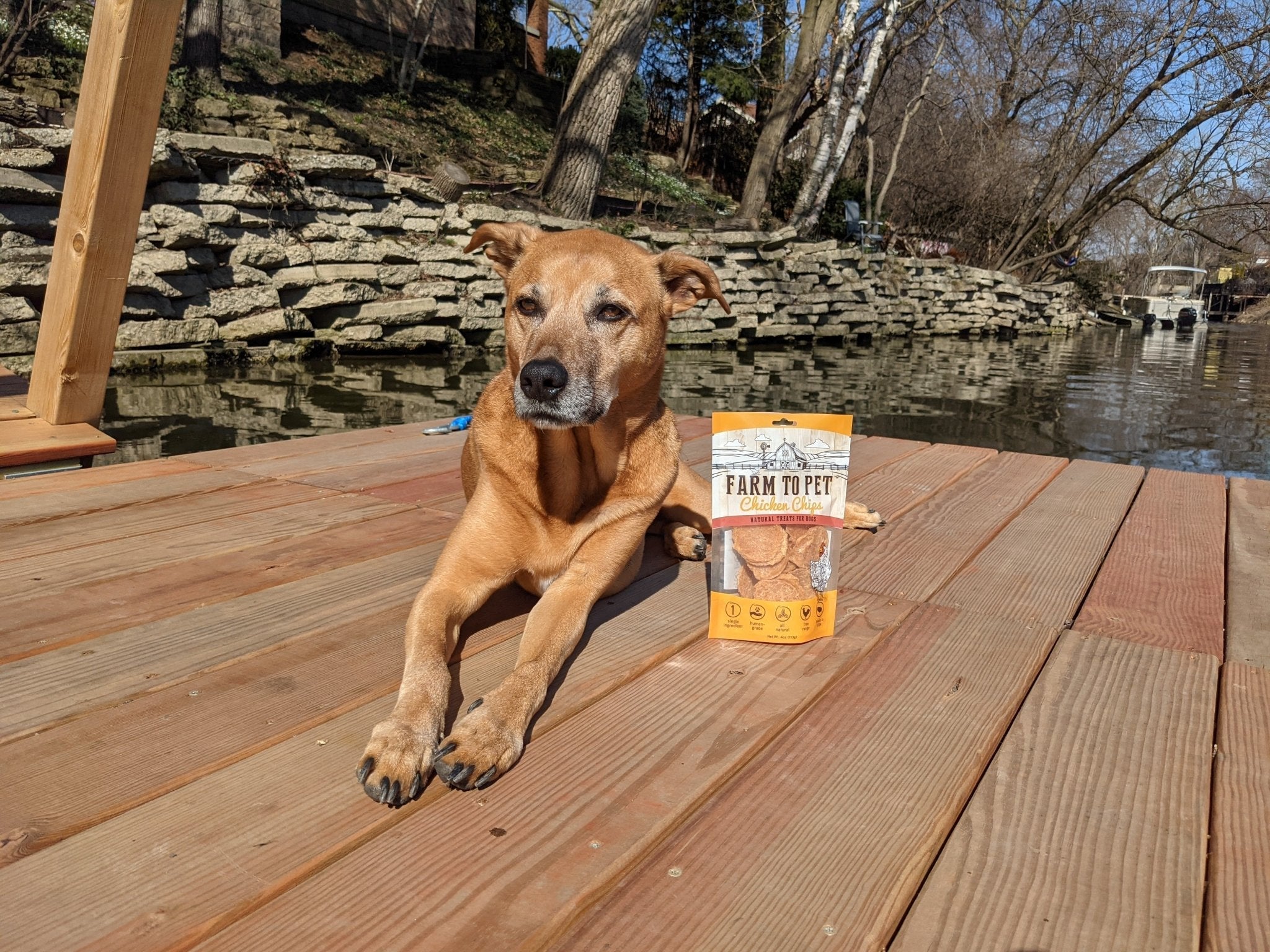 Water Activities for Doggos This Summer - Farm To Pet