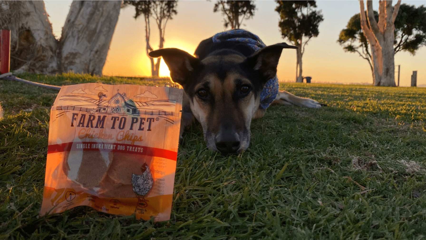 What's the Right Age to Start Training Your Puppy? - Farm To Pet