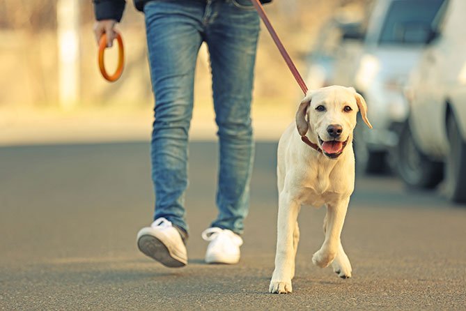 Why Walking with our Dog is Essential? - Farm To Pet
