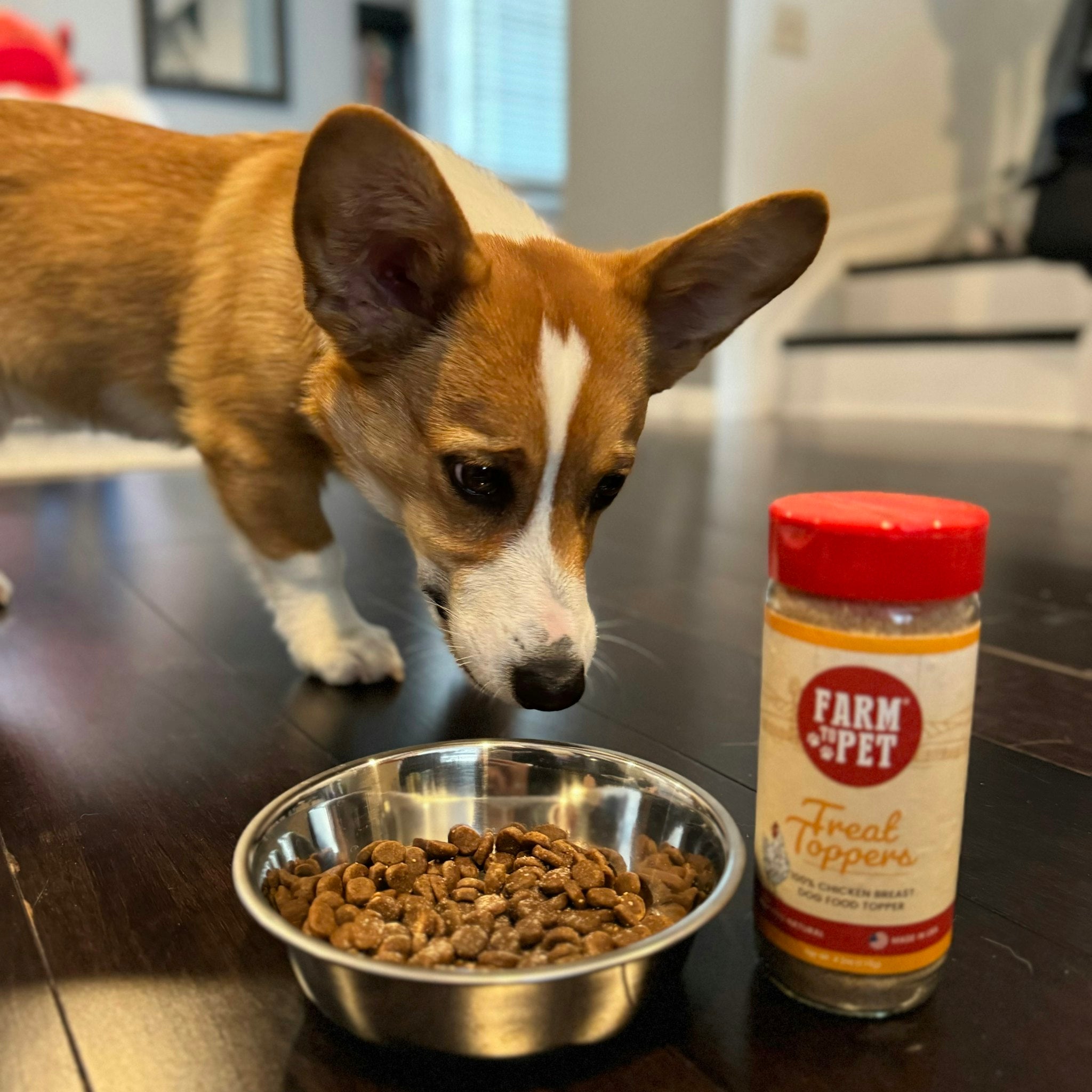 Farm To Pet Dog Food Toppers are excellent for providing nutrition and flavor. This Corgi is enjoying this special treat.