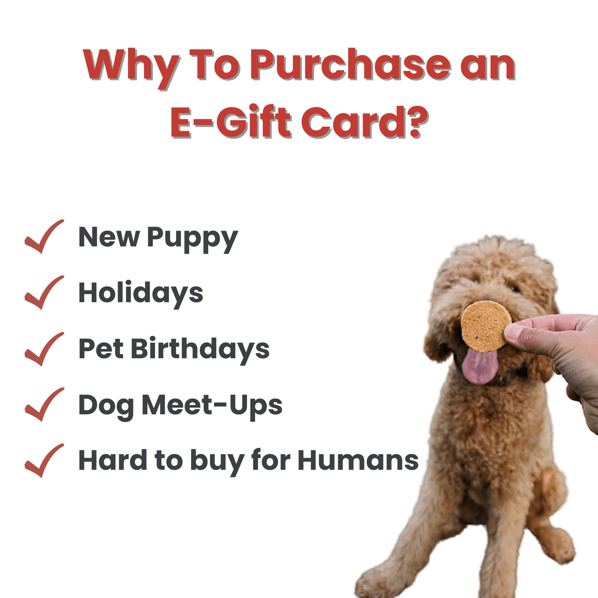 A brown doodle waiting for a chip with tongue out Farm to Pet Farm to Pet E-Gift Card why to purchase.