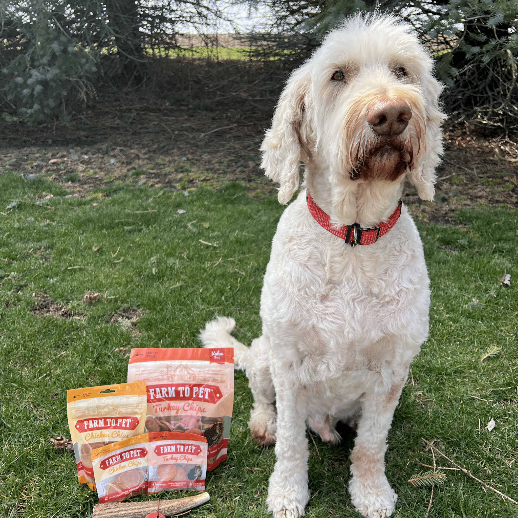 A picture of a white doodle sitting by Farm to Pet Products outside.
