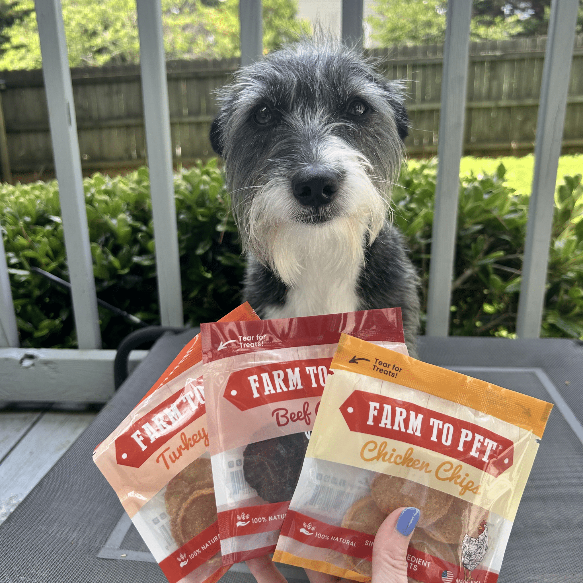 Farm To Pet Beef Chicken Turkey Trio Snack Pack product with a gray and white dog outside on patio.