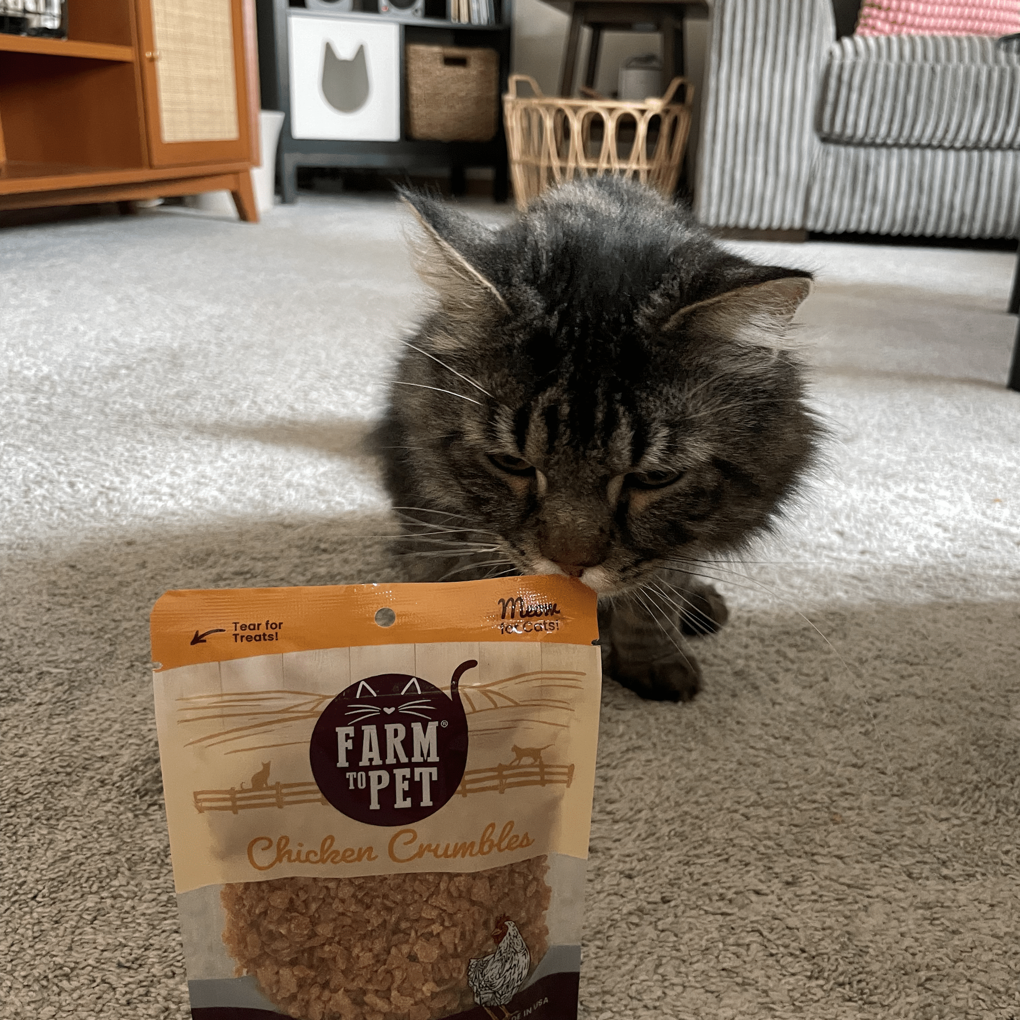 A Gray cat inside looking at a bag of Farm to Pet Chicken Crumbles.