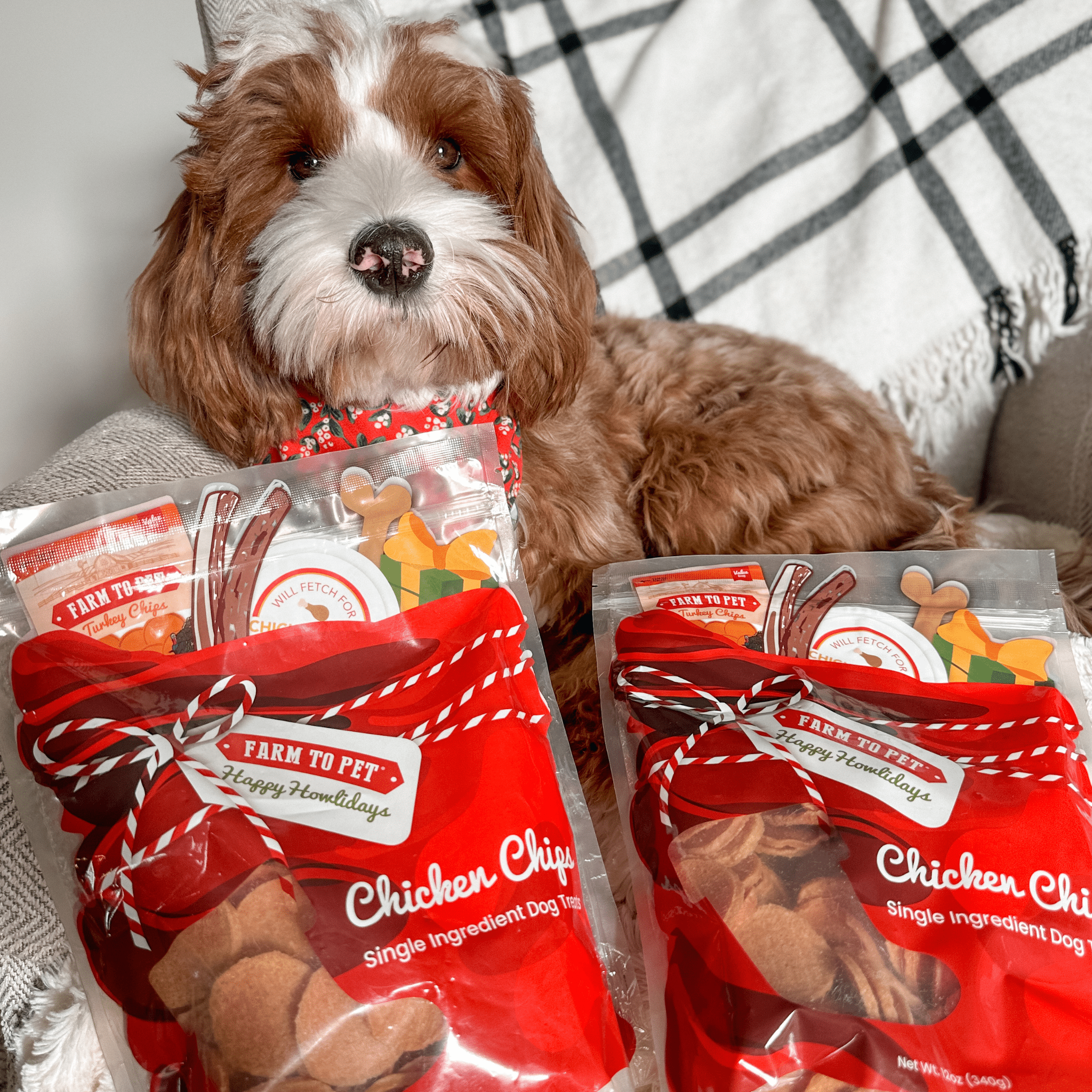 A Brown and white doodle laying on a chair behind two bags of Farm to Pet Holiday Chicken Chips Gift Sack.