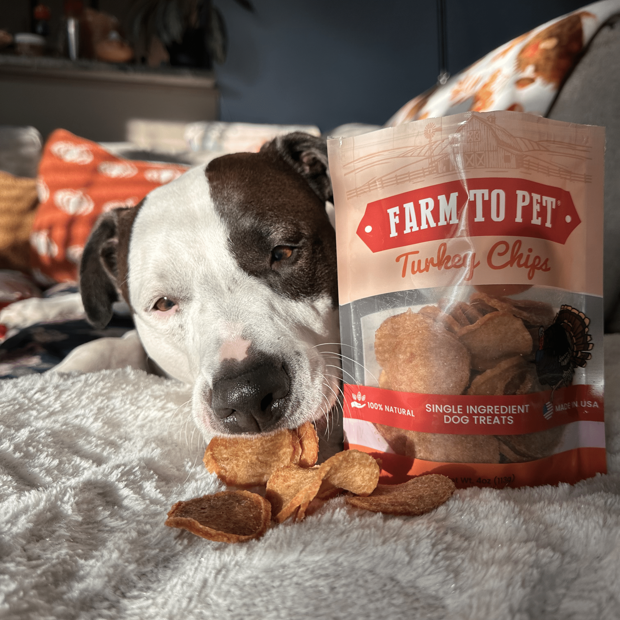 A black and white Pitbull laying on a white blanket eating Farm to Pet Turkey Chips with a bag of them.