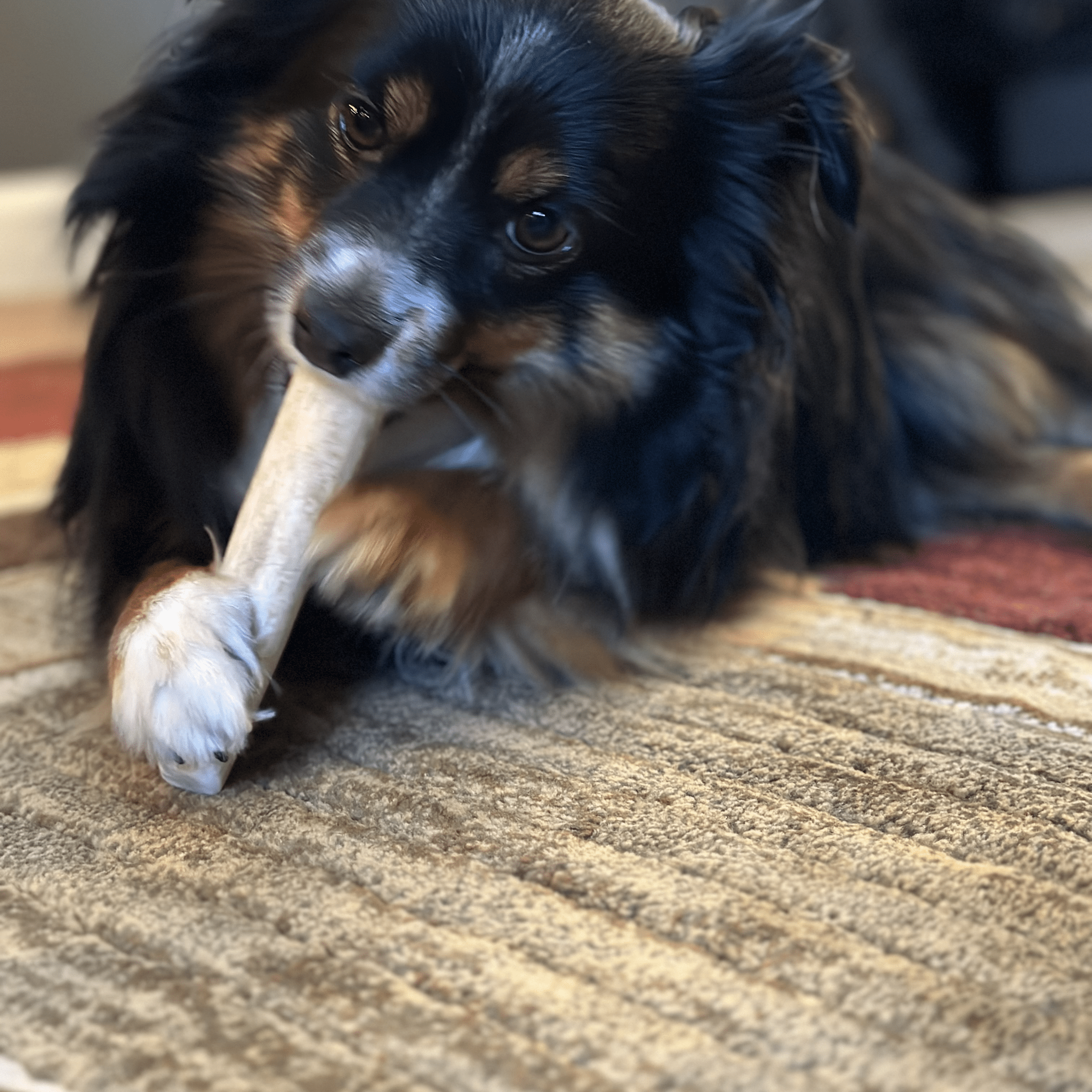 A Black Dog chewing a Farm to Pet Whole Elk Antler on the floor.