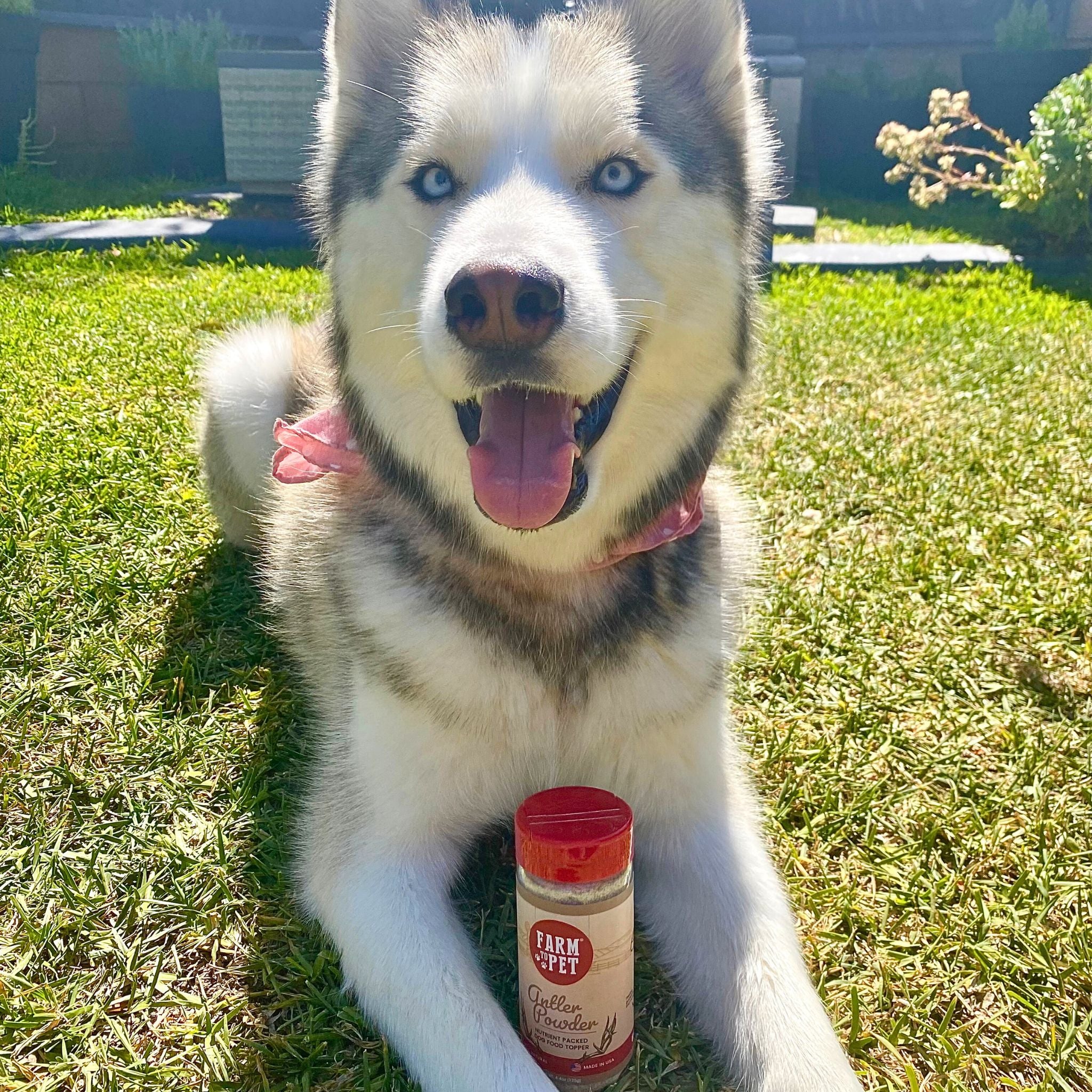 Product Picture of Farm to Pet Elk Dog Food Toppers Bottle and a cute husky white and gray dog holding it in an outdoors grassy yard.