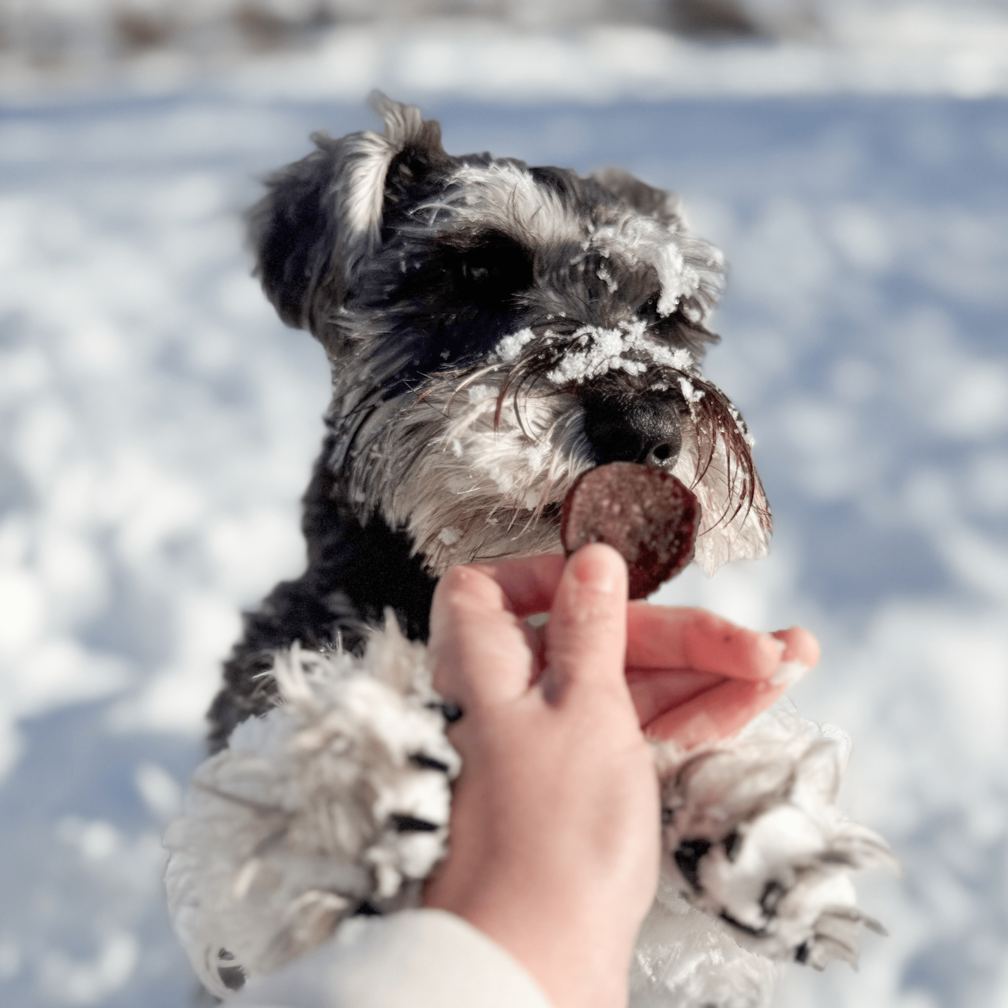 Dog in snow holding a Farm to Pet Beef Chip offered by a hand