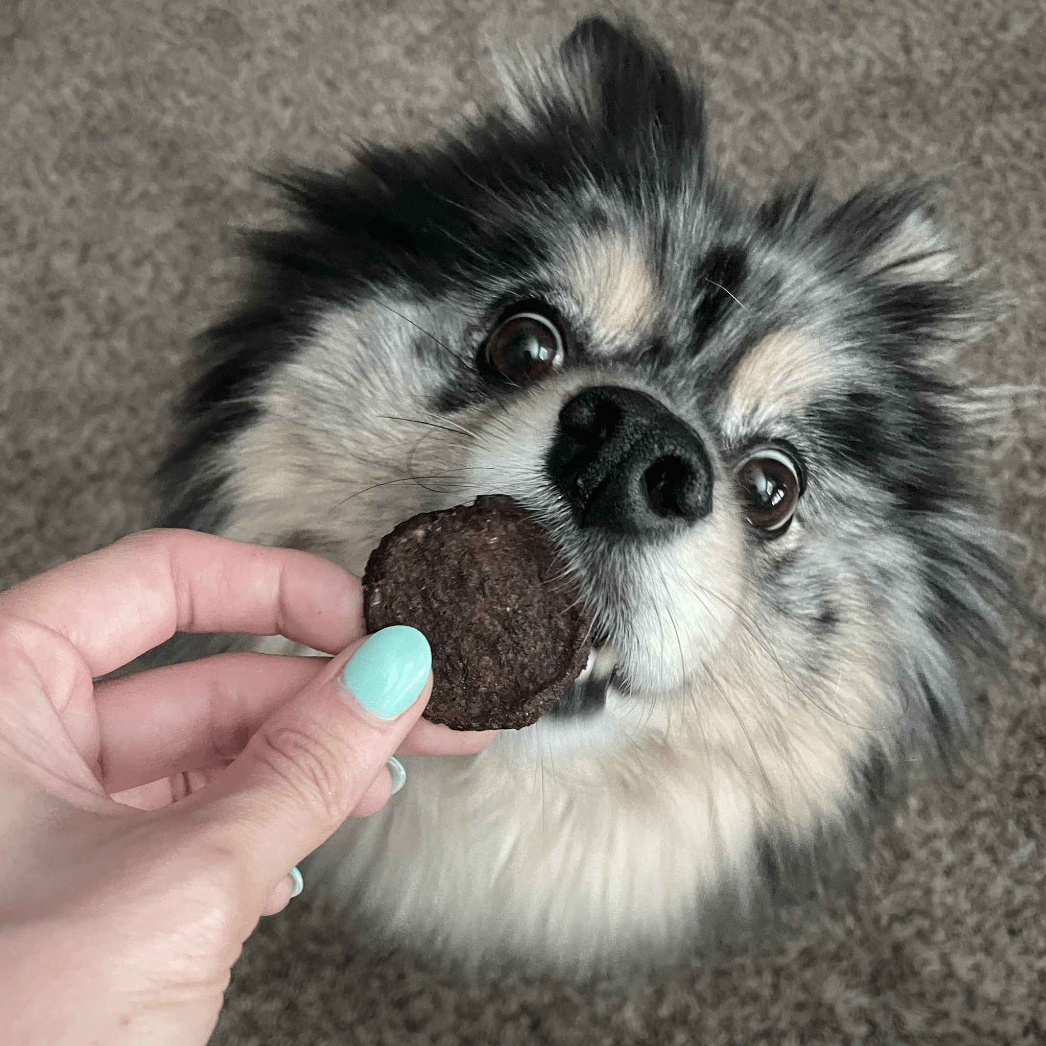 A black and white Dog being feed a Farm to Pet Beef Chip.