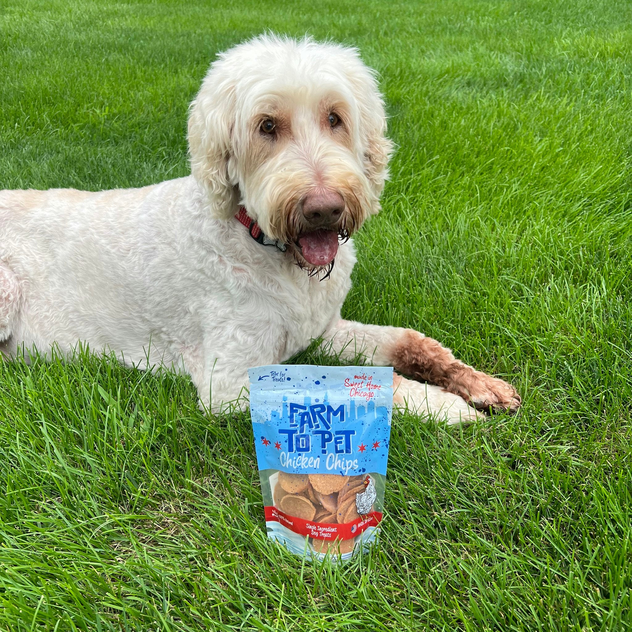 Bentley a white doodle laying in the grass next to a bag of Farm to Pet Chicken Chips.