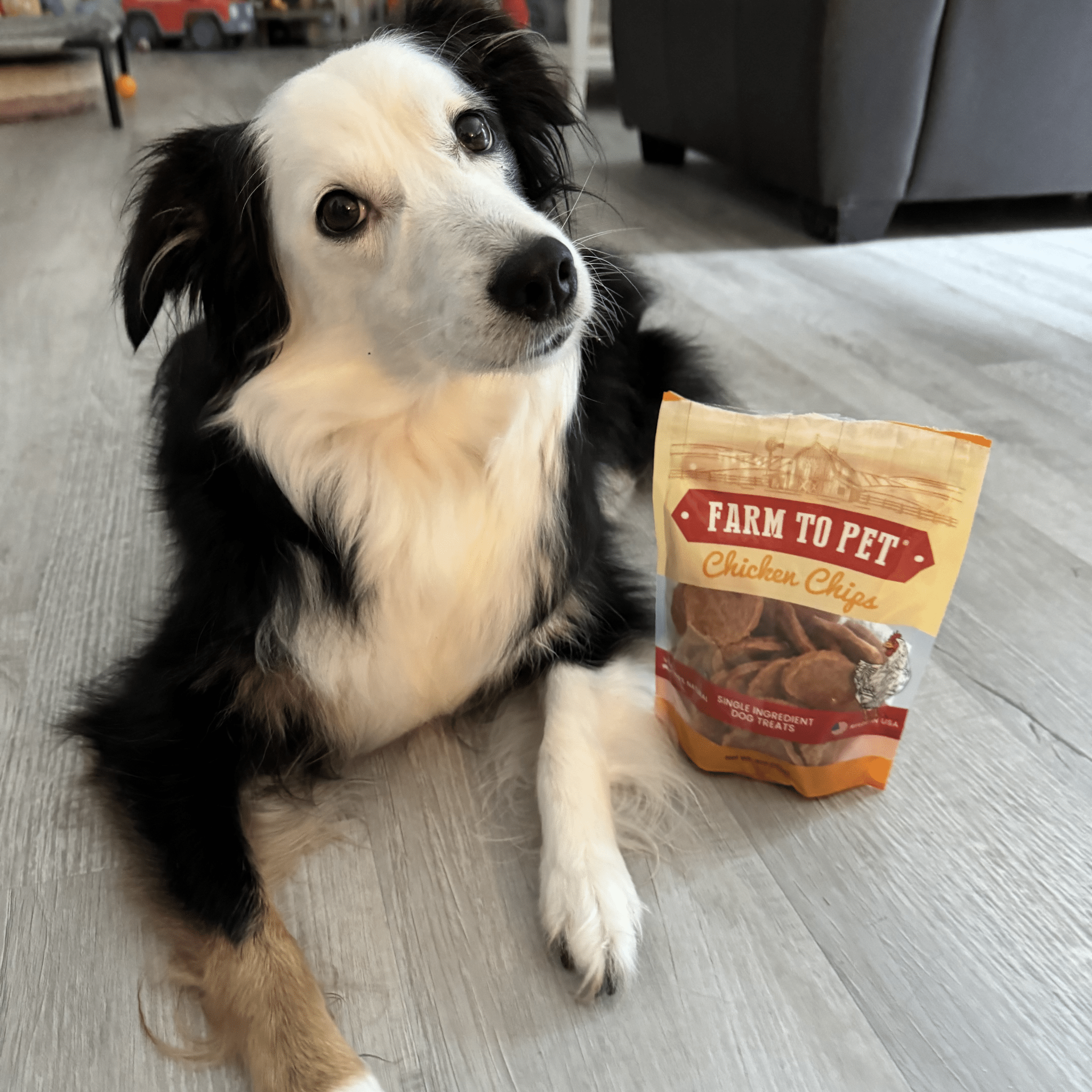 Black and White dog laying down inside next to a Farm to Pet Chicken Chip Bag.