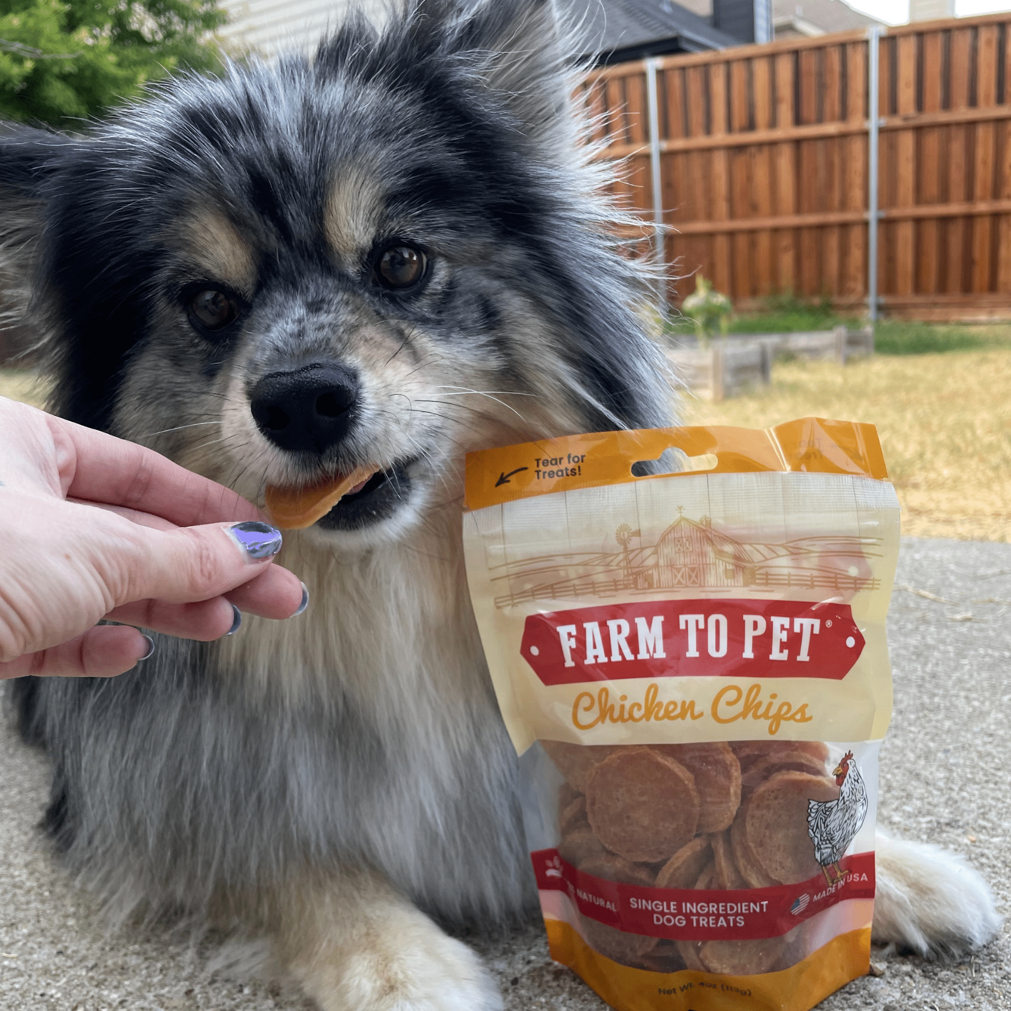Product Picture of Farm to Pet Chicken Chips in 12oz pack with a hand holding it and feeding to her cute Pomeranian gray pup in the yard.