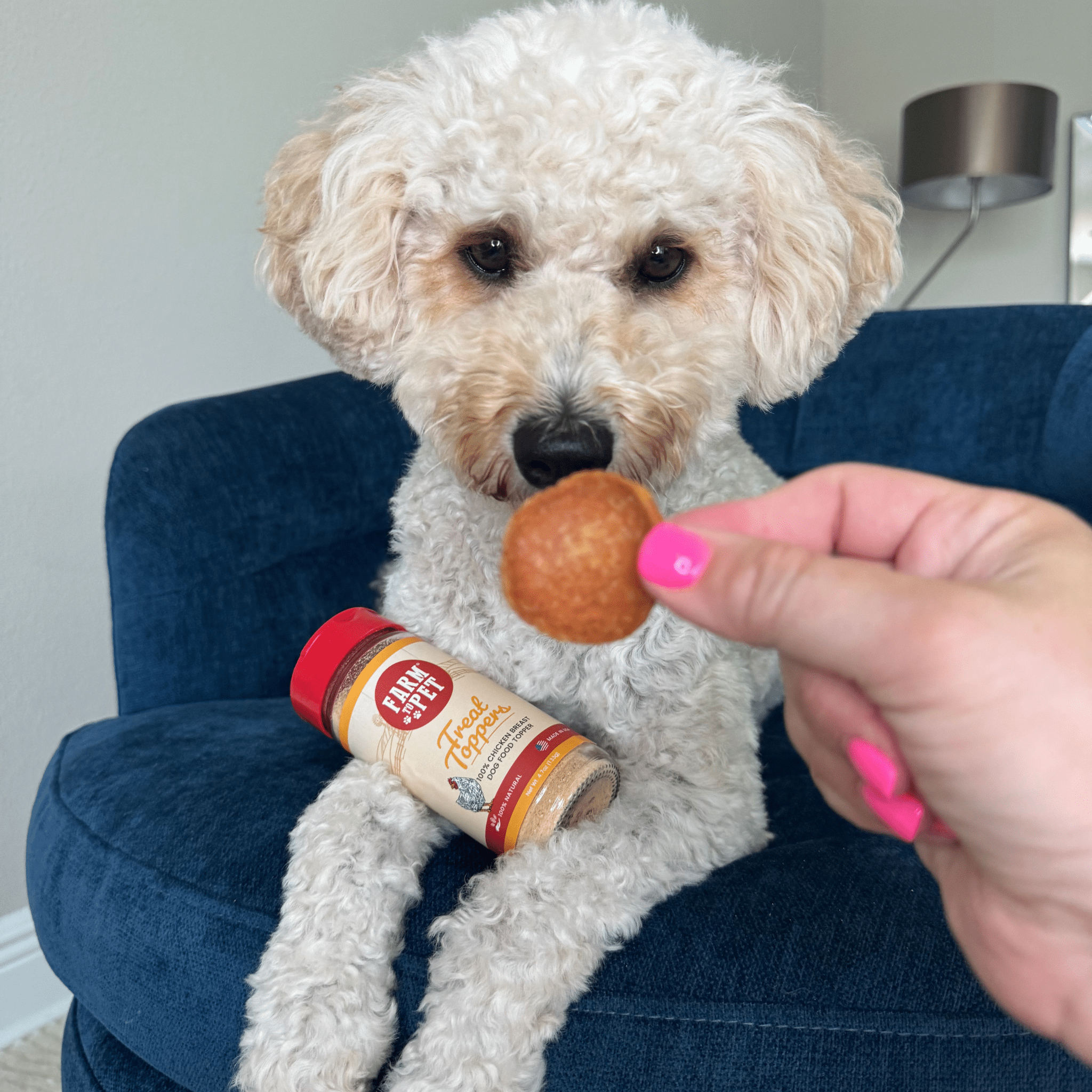 White dog sitting on a blue chair being fed a Farm to Pet Chip while holding a jar Farm to Pet Treat Toppers.