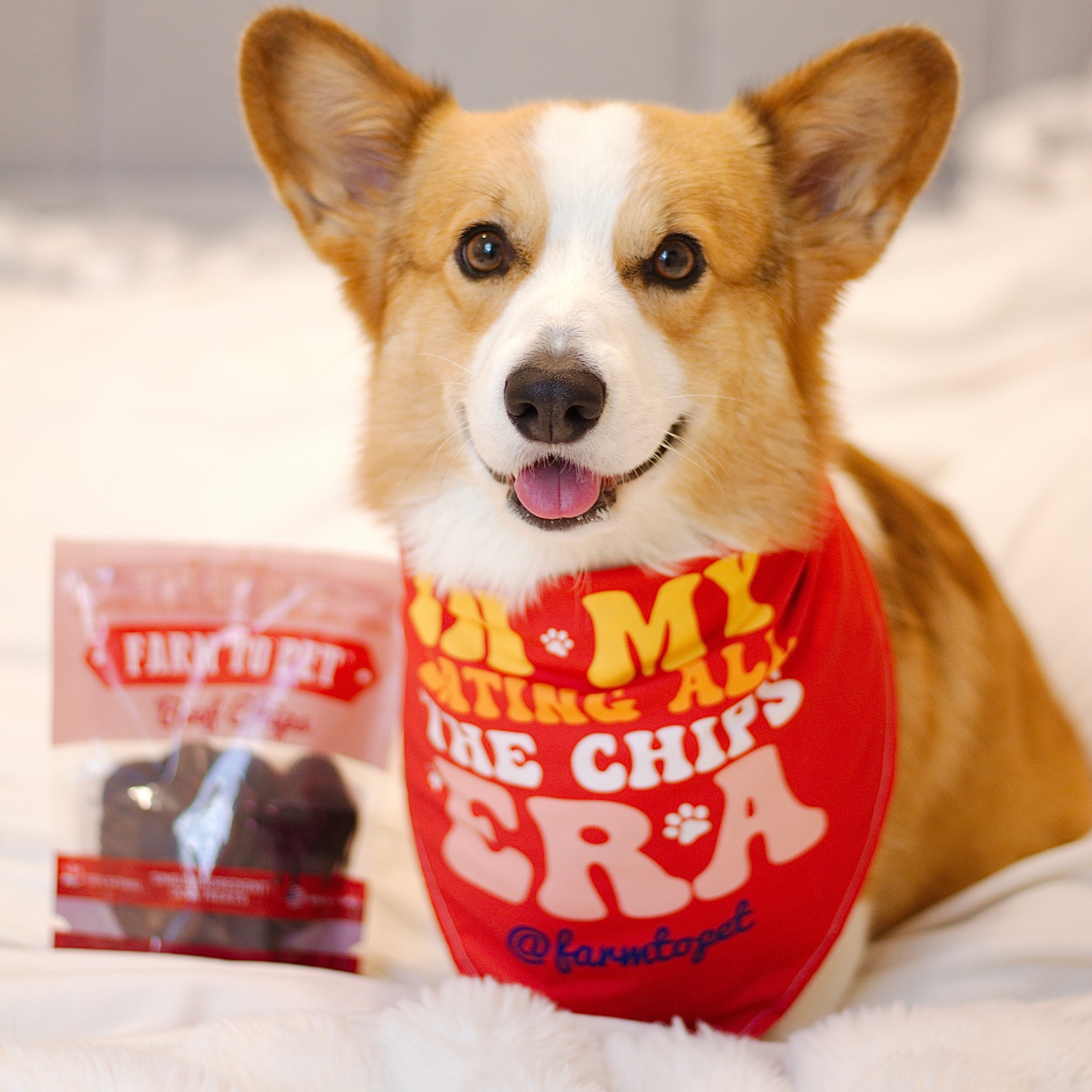 Dog wearing a Taylor Swift Themed red bandana from Farm to Pet with text, sitting next to a bag of beef chip treats on a white surface.