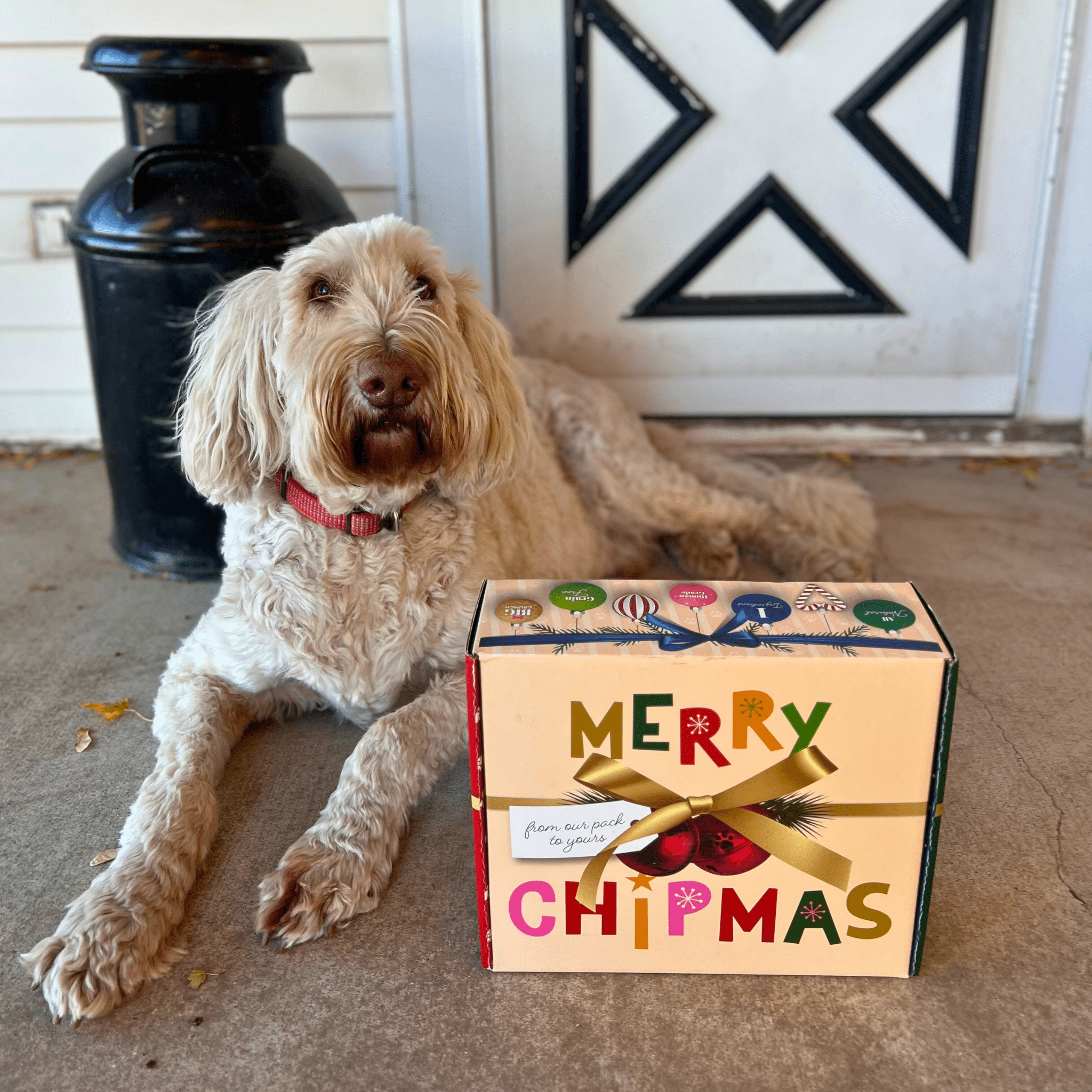 Dog sitting next to a Farm to Pet 'Merry Chipmas' gift box on a carpeted floor.