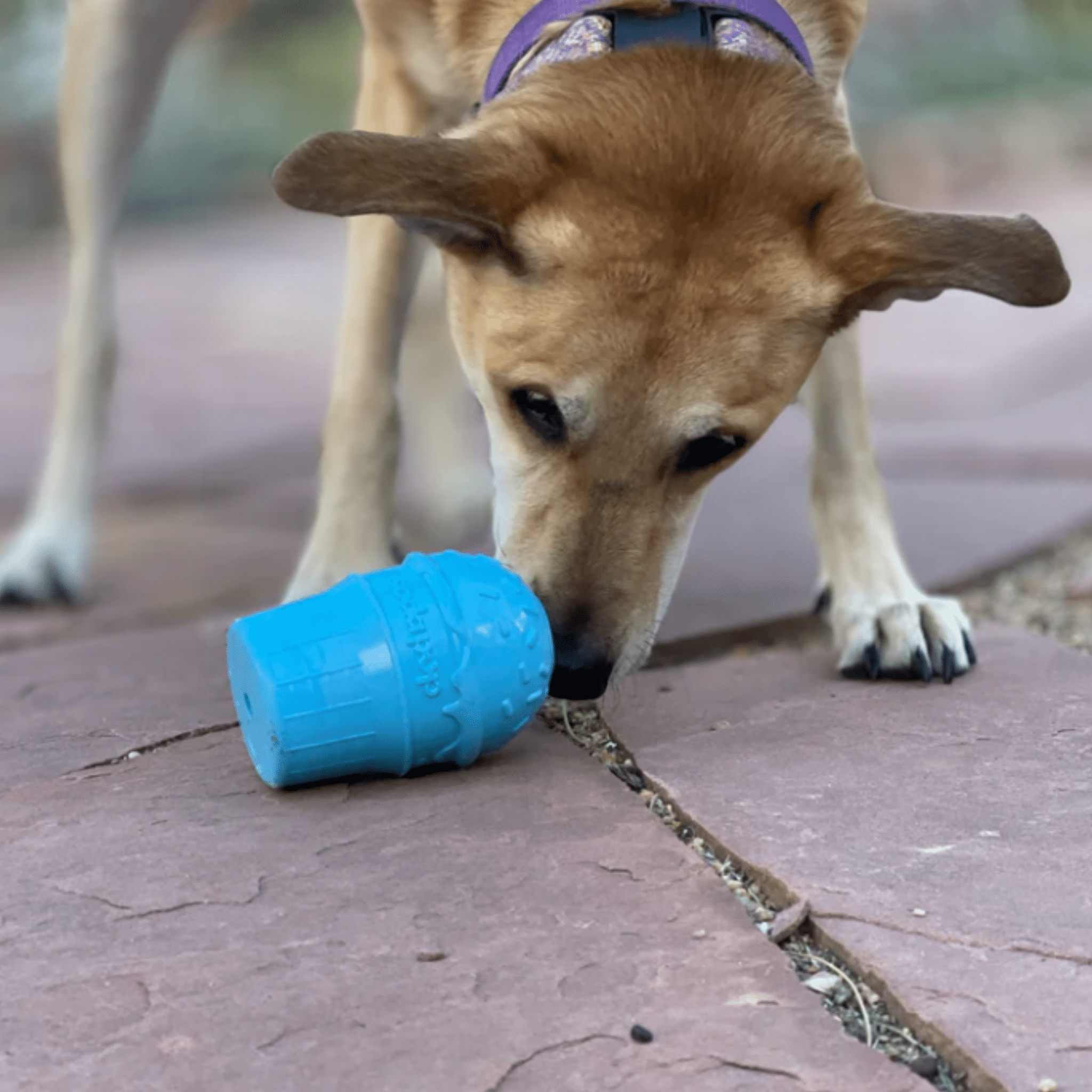 A Dog playing with a Farm to Pet blue ice cream dog treat dispenser on a pavement.