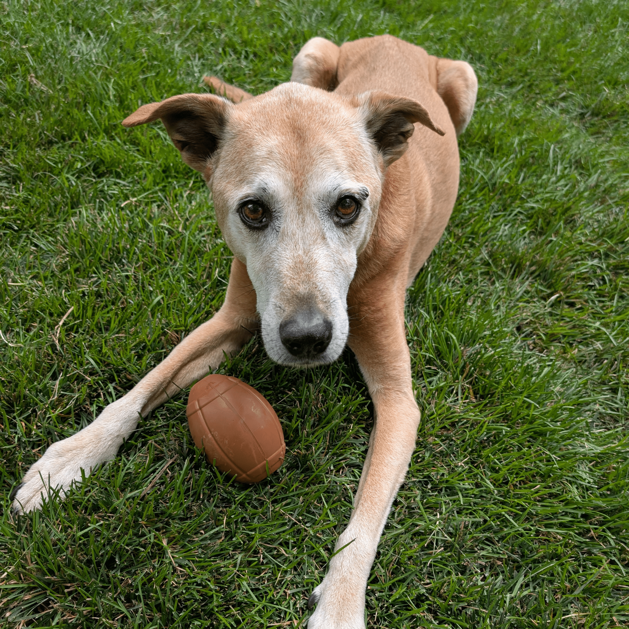 Dog lying on grass with a Farm to Pet Dog Treat Dispenser brown football.